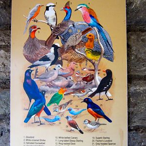 Graphic - Birds of Ndutu Safari Lodge