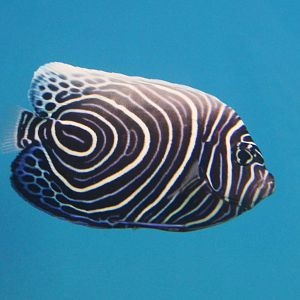 Juvenile Pomacanthus imperator