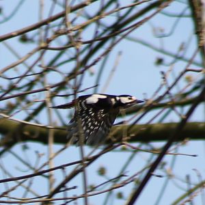 Great spotted woodpecker