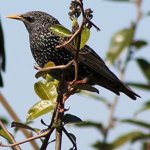 European starling