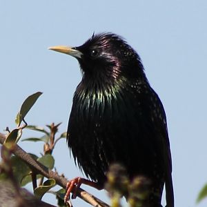 European starling