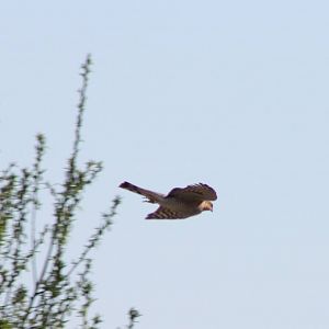 Sparrow hawk
