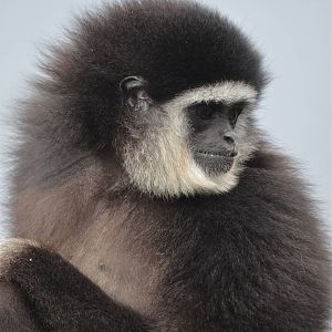 Lar Gibbon