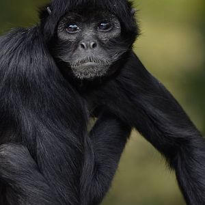Columbian Black Spider Monkey