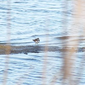 Little Ringed Plover