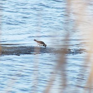 Little Ringed Plover