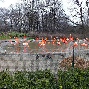 Mixed Flamingo Exhibit