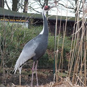 White-naped Crane - Chinese Garden