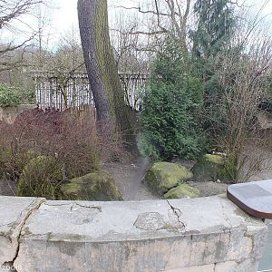 Raccoon Dog Enclosure