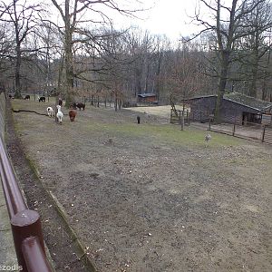 Paddock for Alpacas and Rheas