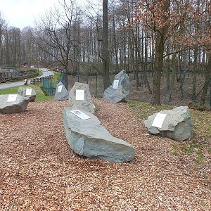 Stones of Extinct Species