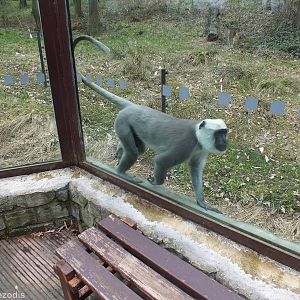 Terai Sacred Langur from inside Viewing