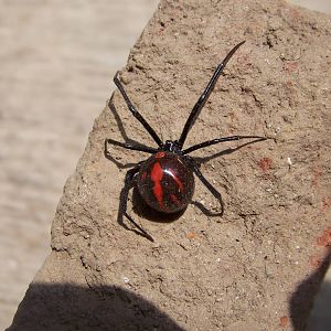 Black widow spider