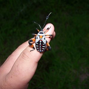 Giant mesquite bug (nymph)