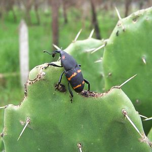 Cactus weevil
