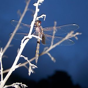 Dragonfly ID?