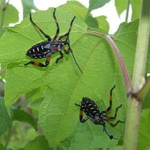 Giant mesquite bug nymphs