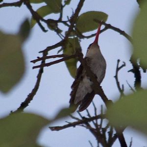 Violet crowned hummingbird