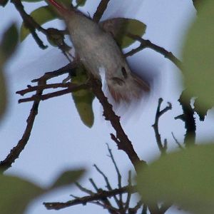 Violet crowned hummingbird