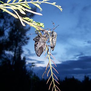 Giant mesquite bugs (Adults)