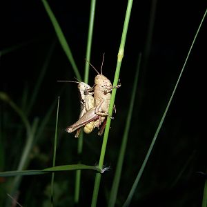 Grasshoppers ID?