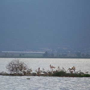 American white pelicans