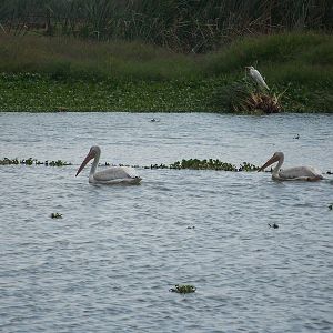 American white pelicans