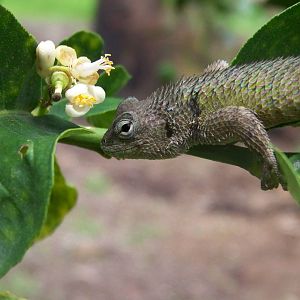 Spiny lizard ID