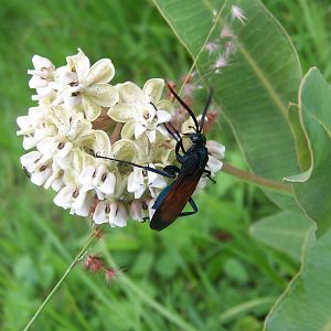 Tarantula Hawk