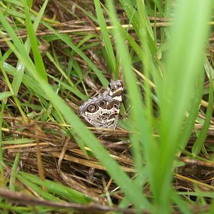 American painted lady