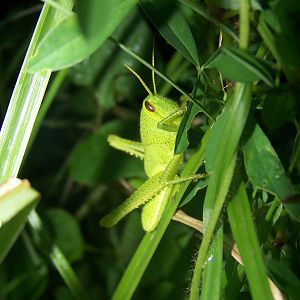 Grasshopper ID