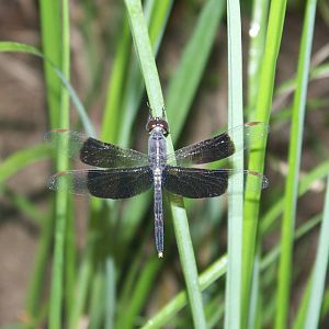 Dragonfly ID