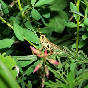 Grasshopper ID