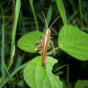 Grasshopper ID