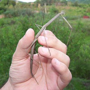 Giant stick insect