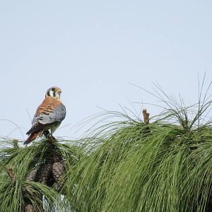 American Kestrel