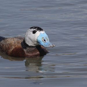 White-headed Duck (Oxyura leucocephala) male, April 2015
