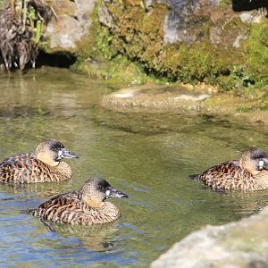 White-backed Ducks (Thalassornis leuconotus), April 2015