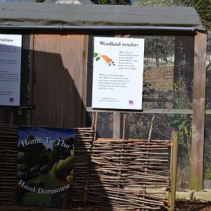 Hazel Dormouse enclosure