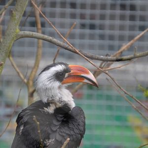 Von der Deckens Hornbill male