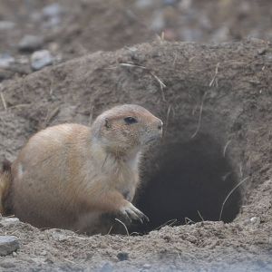 Prairie dog
