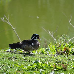 Carolina wood duck