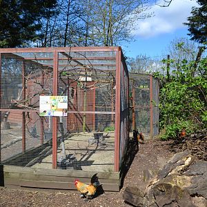 Lovebird aviary