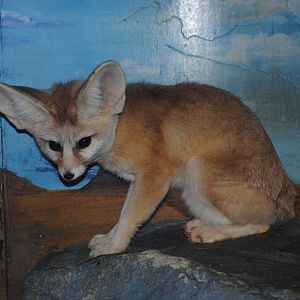 Fennec Fox