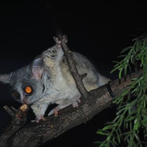 Mohol Bushbaby