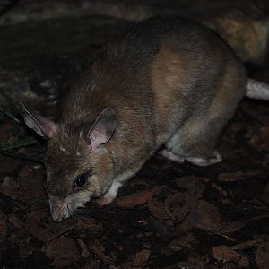 Malagasy Giant Rat