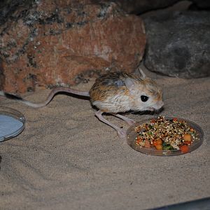 Lesser Egyptian Jerboa