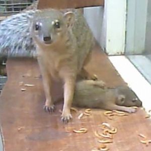 Narrow-striped mongoose (Mungotictis decemlineata)