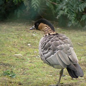 Nene (Hawaiian Goose)