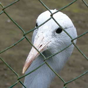 Blue (Stanley) Crane